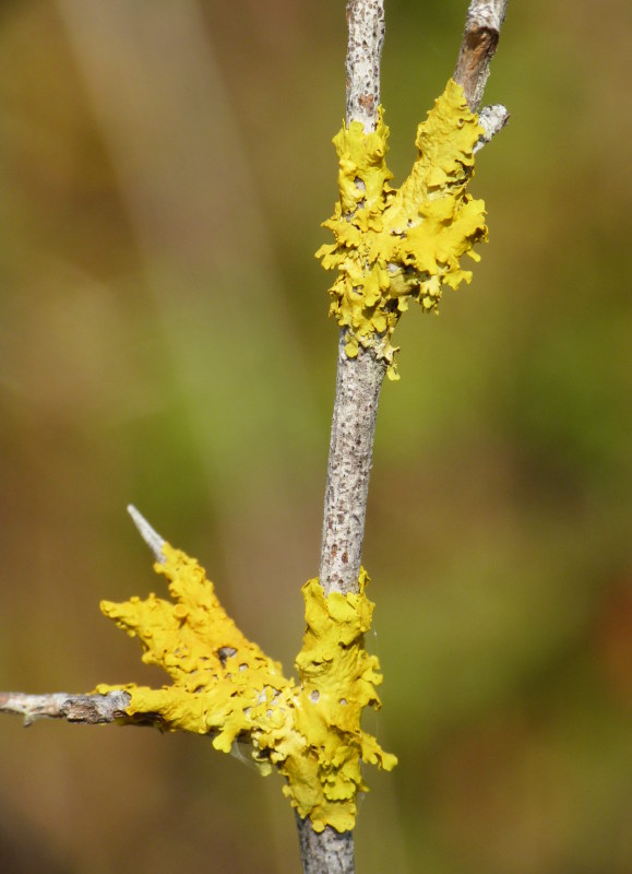 Lichena gialla